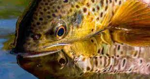 Trout Facts Wild Trout Trust