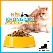 Mèo Hoang Store - [Có nên ngâm nở thức ăn khô/hạt cho...