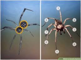 3 Ways To Identify Spiders Wikihow