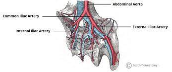 Female internal iliac artery branches. Arteries Of The Pelvis Internal Iliac Pudendal Vesical Teachmeanatomy