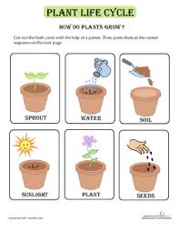 How Plants Grow Lesson Plan Education Com Lesson Plan
