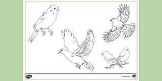 The free printable birds coloring pages for kids in this book are hummingbird, bat, swans, penguins, flamingos, … Free Printable Bird Colouring Page Colouring Sheets