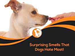 7 surprising smells do dogs most