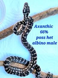 carpet python in brisbane region qld