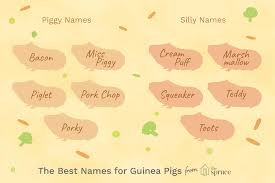 🤍 aesthetic tiktok usernames not taken + matching pfp's: 100 Names For Pet Guinea Pigs
