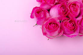 fresh pink rose flowers