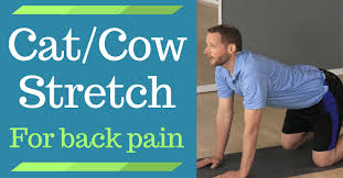 cat and cow stretch for back pain