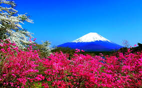 Hd wallpaper download for ipad and iphone widescreen. Spring In Japan Wallpapers Hd Free Download Pixelstalk Net