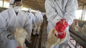 This follows the discovery of the highly pathogenic h5n2 strain of the bird flu virus at a chicken farm in the. News In Russia Confirms First Case Of Human Infection With H5n8 Strain Of Bird Flu Latestly