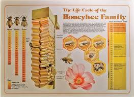 Life Cycle Of The Honeybee Family Honey Bee Photos Bee