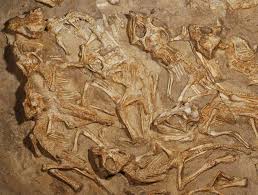 Image result for fosiles de dinosaurios