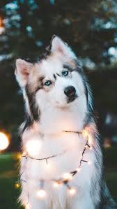 The biggest feature is the unique particle effect and finger this permission allows the app to determine the phone number and device ids, whether a call is active, and the remote number connected by a call. Husky With Lights Cute Animals Cute Baby Dogs Cute Dog Wallpaper