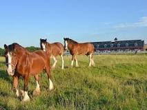 what-happens-to-retired-budweiser-clydesdales