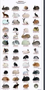 163 Best Georgias Bunny Pins Images Bunny Rabbit Hutches