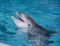 Vad heter delfinerna på Kolmården?