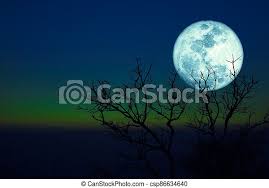 Photograph of palm trees with moon in background during sunset 11x14 photograph on lustre paper. Dying Grass Full Moon And Silhouette Dry Trees In The Sunset Dark Green Blue Sky Elements Of This Image Furnished By Nasa Canstock