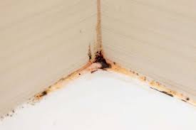 Mould In Your Bathroom What You Need