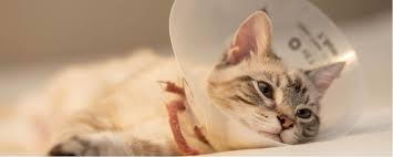 Please be aware proceeding with the spay surgery this will ensure that the spay incision is kept clean and dry after surgery and is less likely to become infected. Is My Cat S Incision Healing Normally Petplace