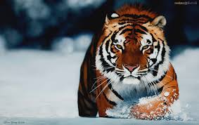 Image result for siberian tiger white