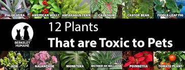 12 Plants That Are Toxic To Pets