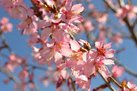 If you like the idea of a beautiful, flowering tree, a dogwood tree or cherry blossom tree would generate beautiful blooms and add a pop of color to your landscape. Trees That Bloom Pink In Spring Fairview Garden Center