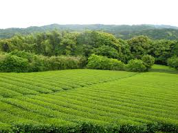 Resultado de imagem para plantacao jpg