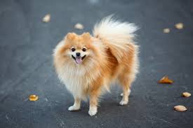 43 best small dog breeds including