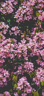 nv68-flower-pink-spring-happy-nature