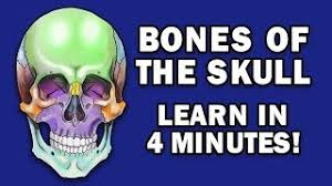 The bones of the head are divided into two parts: Bones Of The Skull Learn In 4 Minutes Youtube