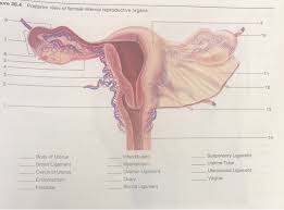 In virgins, the hymen usually encircles the opening like a tight ring, but it may completely cover the opening. Solved Ure 38 4 Posterior View Of Female Internal Reprodu Chegg Com