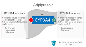Pharmacokinetics Of Aripiprazole Clinical Summary