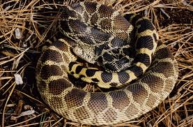 It is a constrictor, a snake that kills by squeezing prey until the victim can no longer breathe. Bullsnake Amphibians Turtles Reptiles Of Nebraska Nebraska