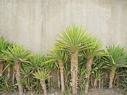 Are Yucca Plants Poisonous To Cats