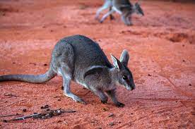 bridled nail tailed wallaby