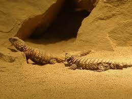 30 amazing armadillo lizard facts you