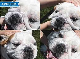 This condition is sometimes called the corkscrew tail. Buy Squishface Wrinkle Paste Cleans Wrinkles Tear Stains And Tail Pockets 2 Oz Anti Itch Great For Bulldogs Pugs And Frenchies On Sale Today