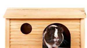 9 best guinea pig houses to today