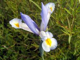 Iris subg. Xiphium - Wikipedia