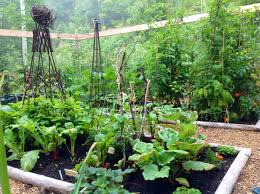 plant your fall vegetable garden
