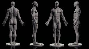 See more ideas about anatomy, anatomy drawing, anatomy reference. Male Anatomy Freedownload Zbrushcentral