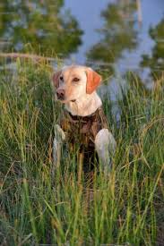 6 Best Dog Hunting Vest Brands Of 2020 And Your Buyers Guide