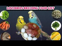 lovebirds budgies fast breeding food