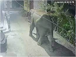 Wild Elephants Came Out Of Forest And Reached Human Settlement In Haridwar  ANN | Uttarakhand News: उत्तराखंड में जंगली हाथियों का आतंक, जंगल से निकलकर  इंसानी बस्ती में पहुंचे