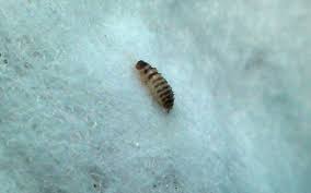 carpet beetle larva es out of nose
