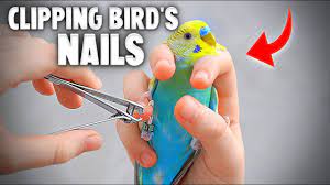 how to clip your bird s nails you
