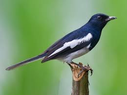 Oriental Magpie-Robin - eBird
