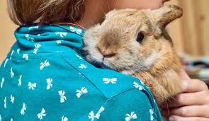 how to treat a sick rabbit at home