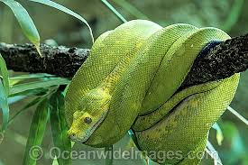 australian python stock photos