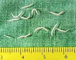 pinworm disease disease outbreak