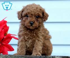 andy mini poodles toy poodle puppy